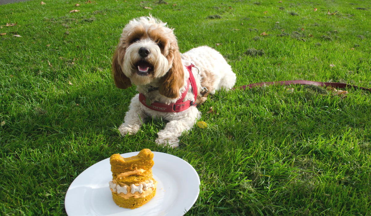 Pumpkin and Peanut Butter Pup Cake