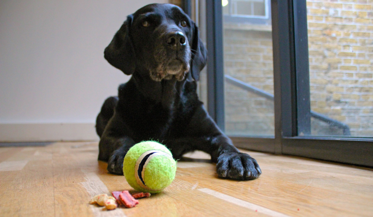 DIY Tennis Ball and Treats Dog Toy