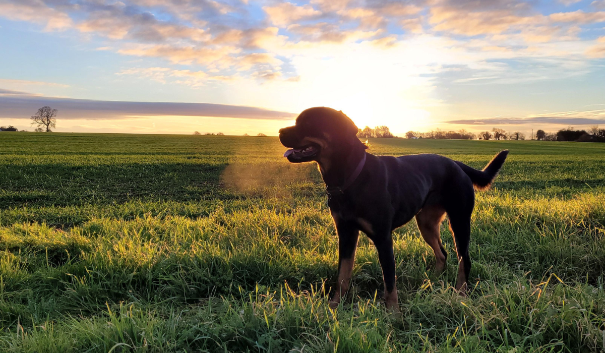 Hay fever in dogs