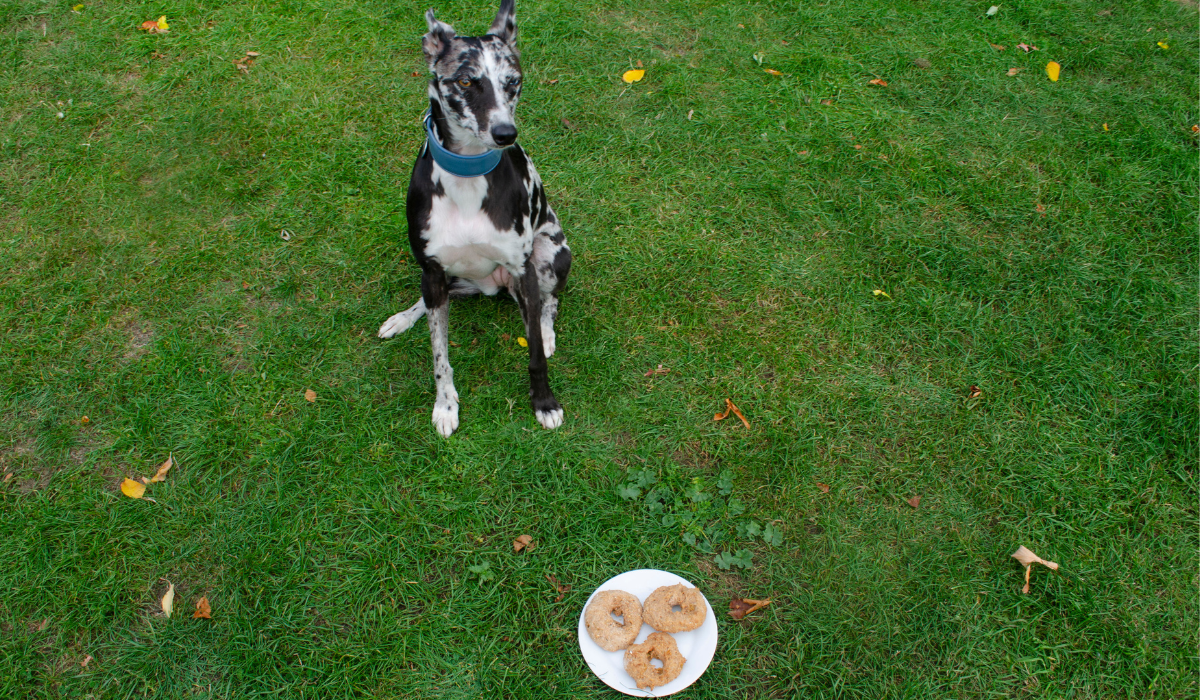 Cinnamon Dog Doughnuts