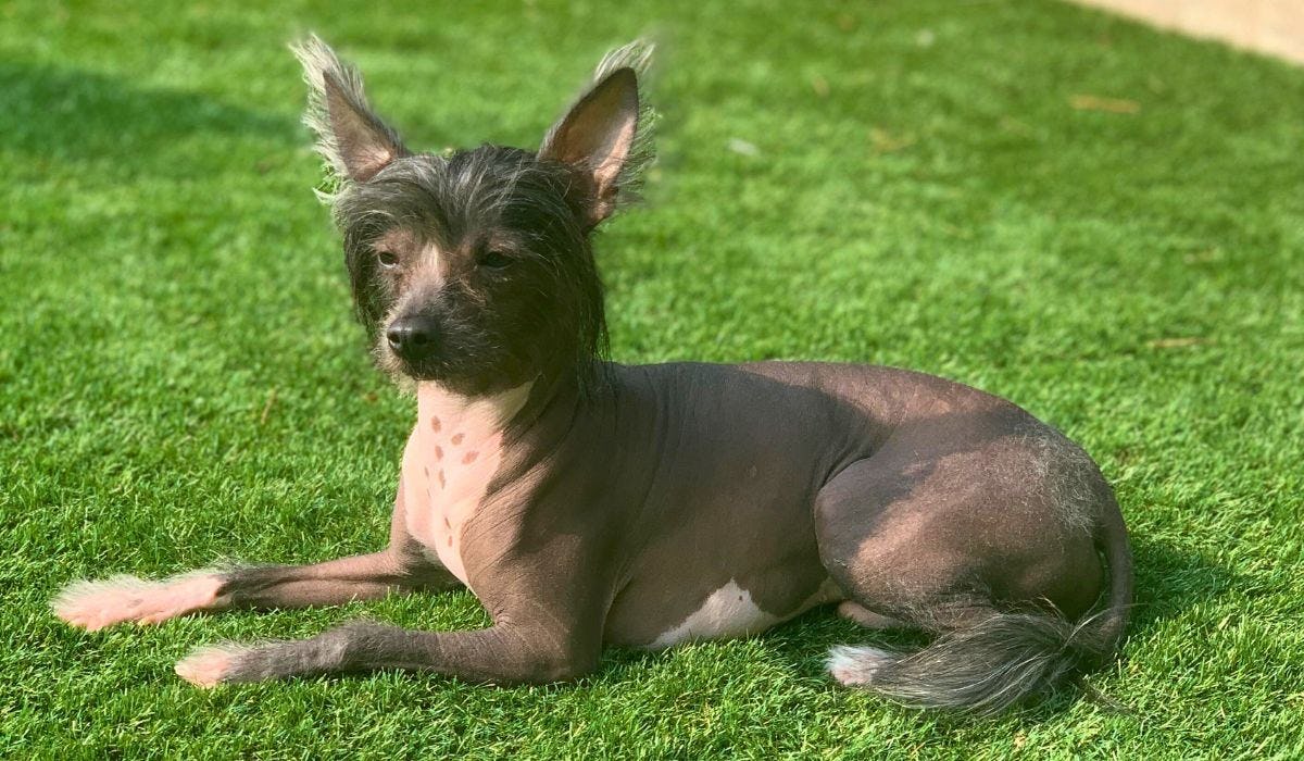 Chinese Crested Dog breed guide: Care, training, and fun facts