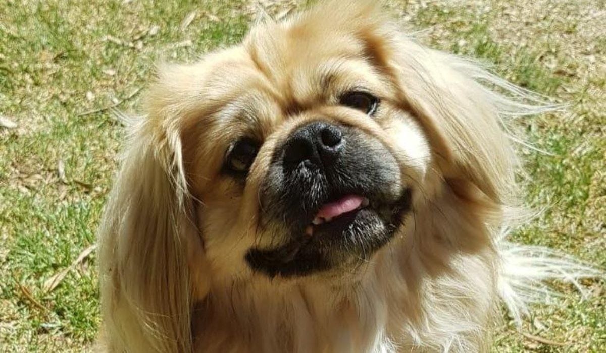 Pekingese breed guide: Care, training, and fun facts