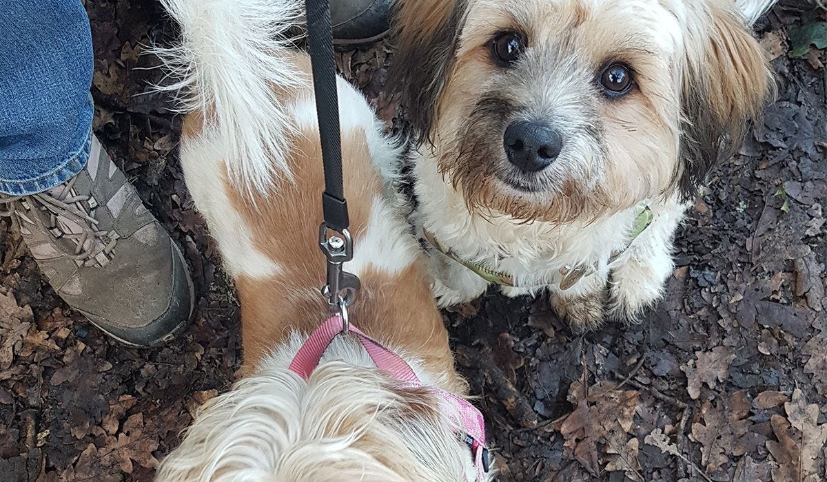 Betsy & Muttley, and their borrower Suzie