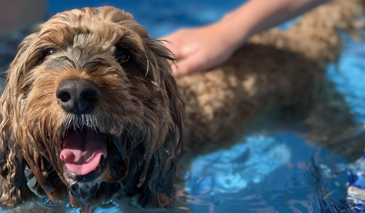 Protect your dog from heat stroke