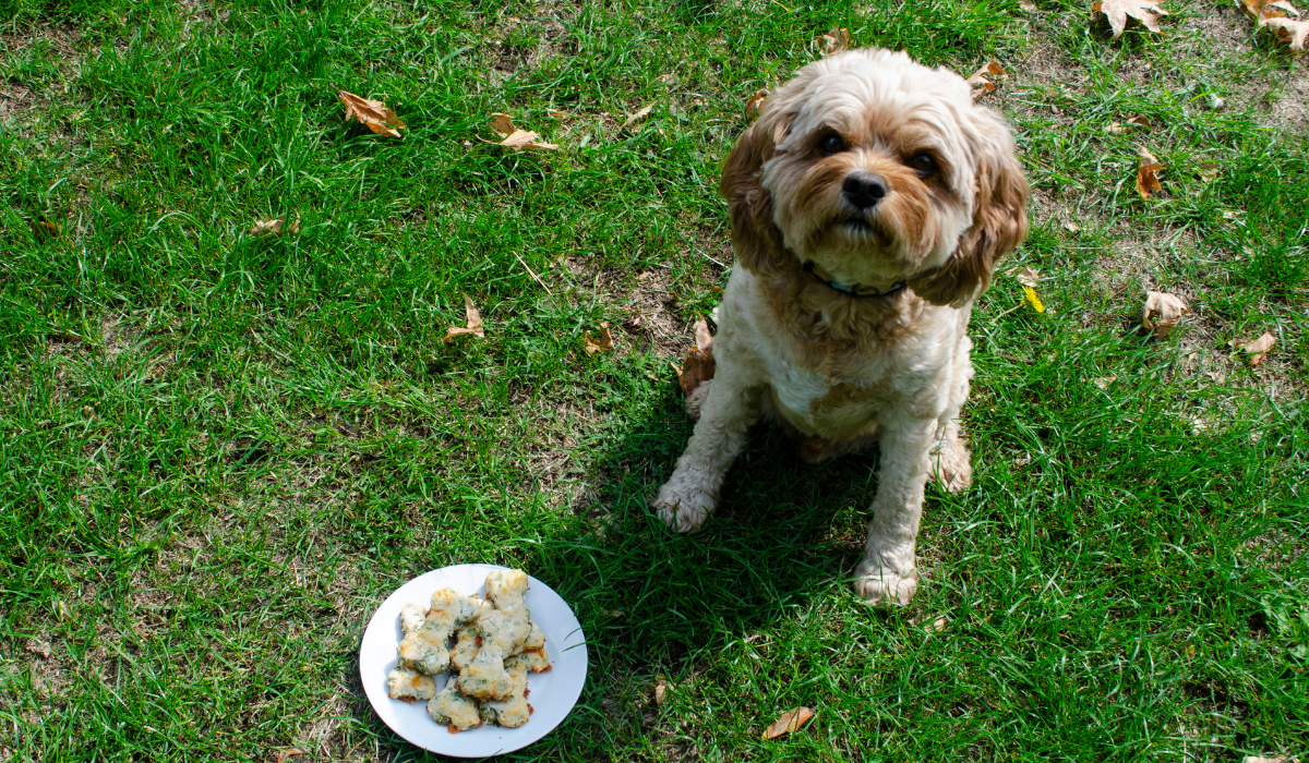 Cheese & Parsley Doggy Biscuits 