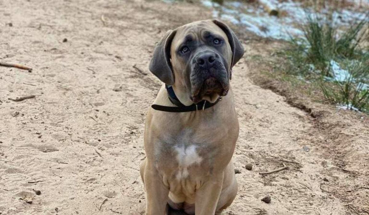 Boerboel breed guide: Care, training, and fun facts