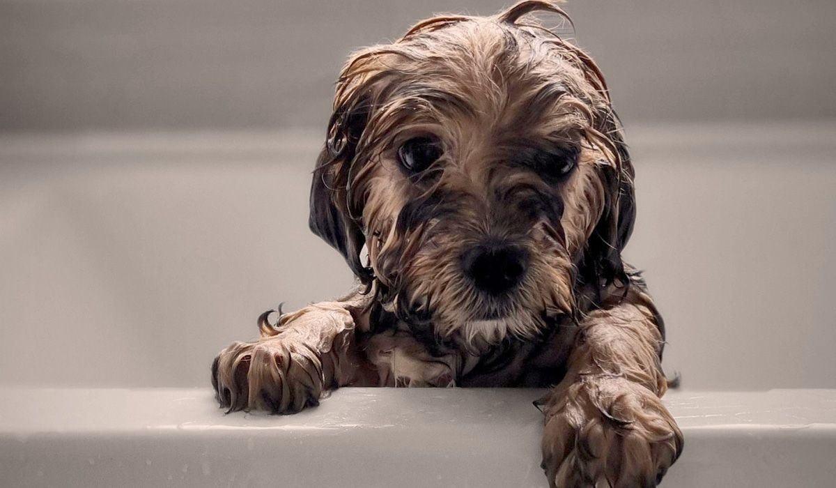 How often should you wash your dog?