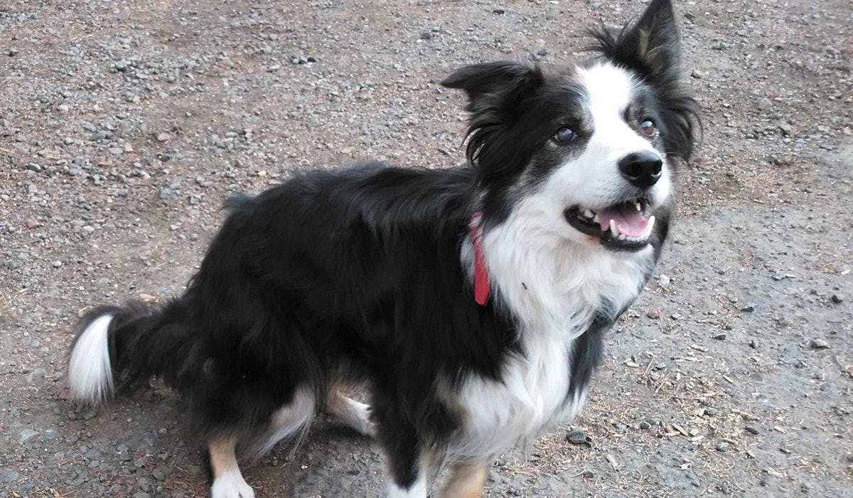 Ralphie and his owner Margaret