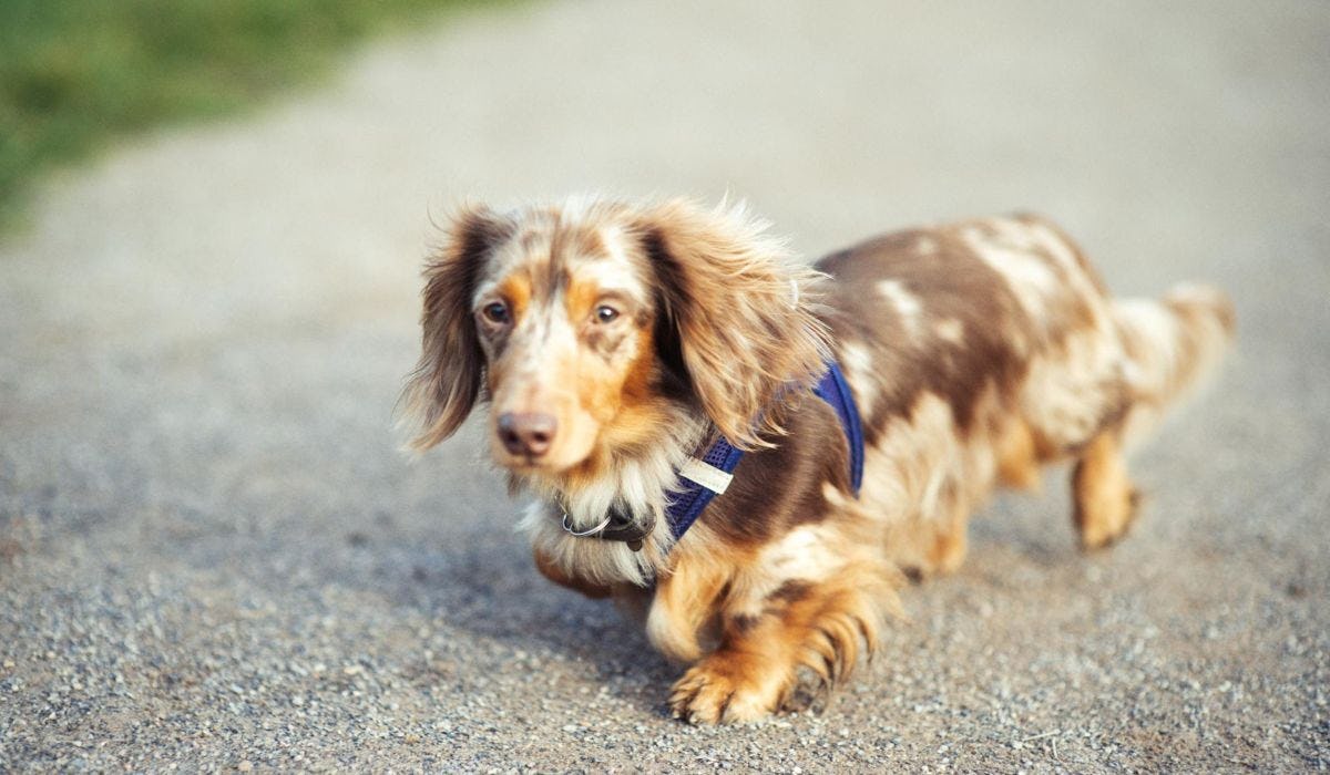 Long Haired Dachshund breed guide: Care, training, and fun facts