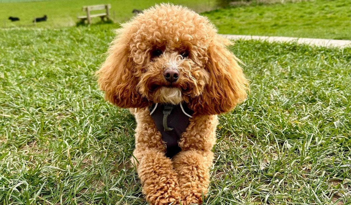 Poodle breed guide: Care, training, and fun facts