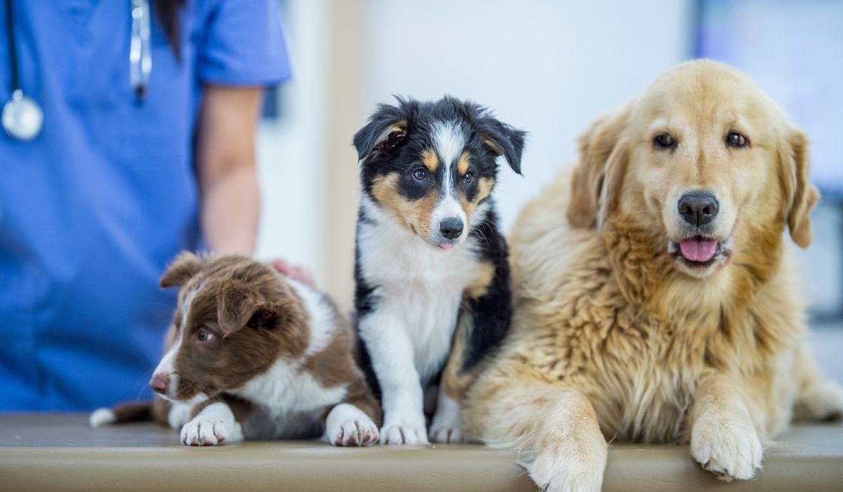 Local vets in Bedfordshire