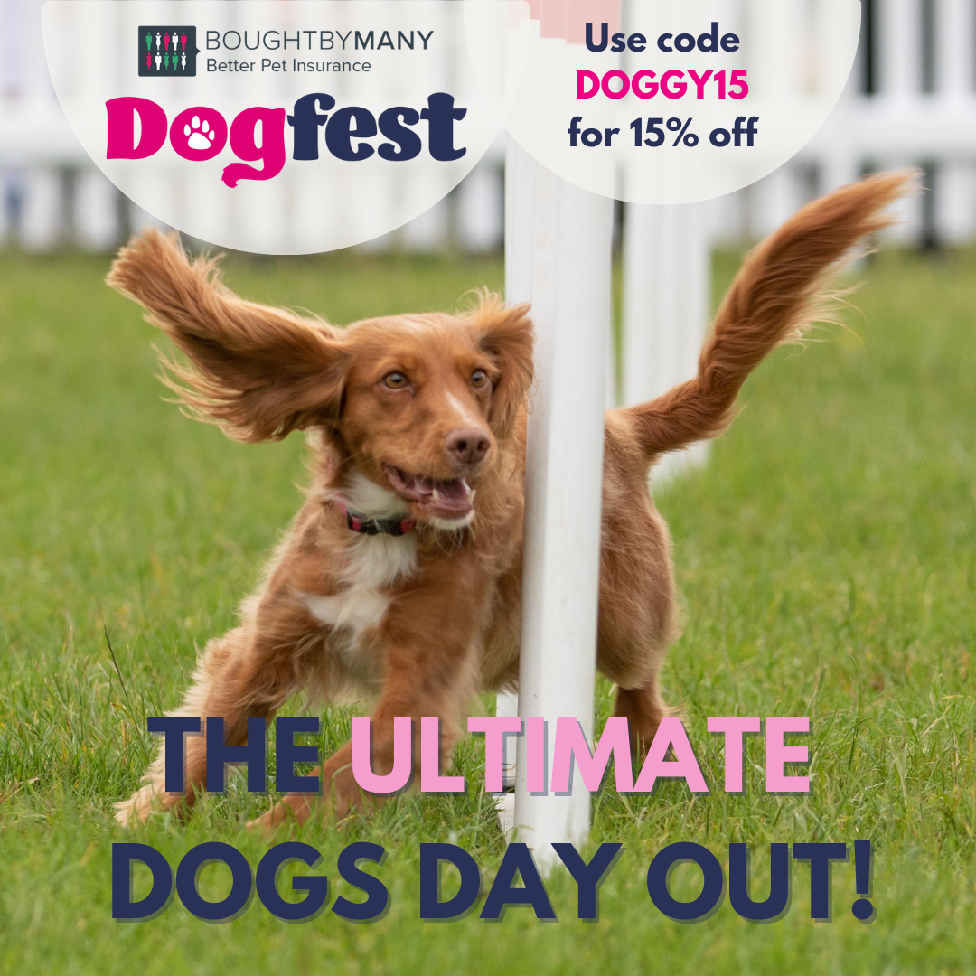 DogFest 2021 - Join BorrowMyDoggy at Cirencester Park and Tatton Park