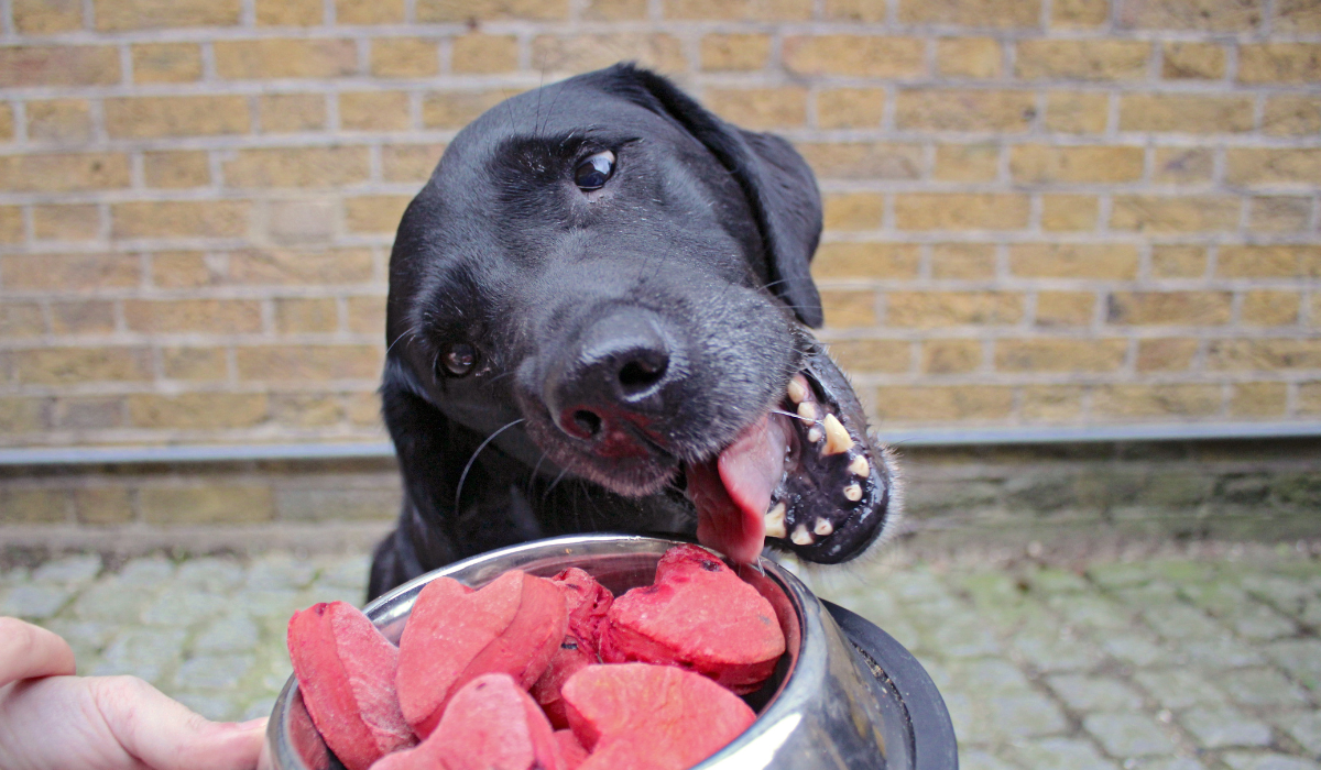 Valentine's Day Heart Dog Biscuits 