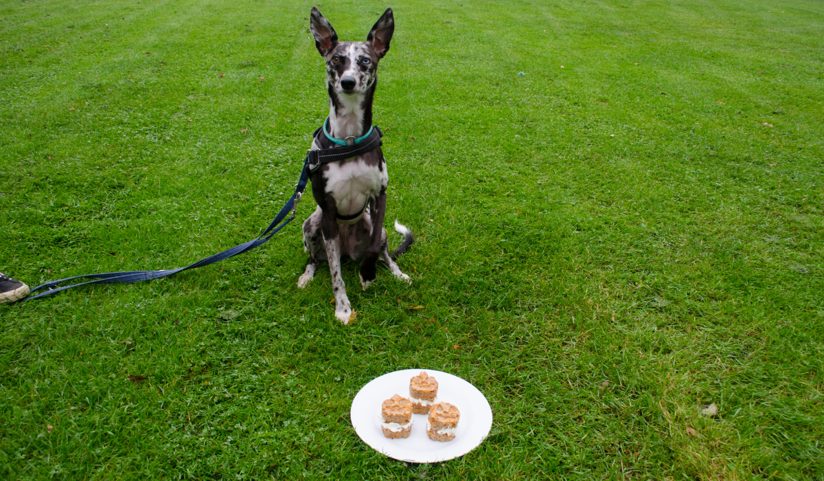 Carrot Pupcakes