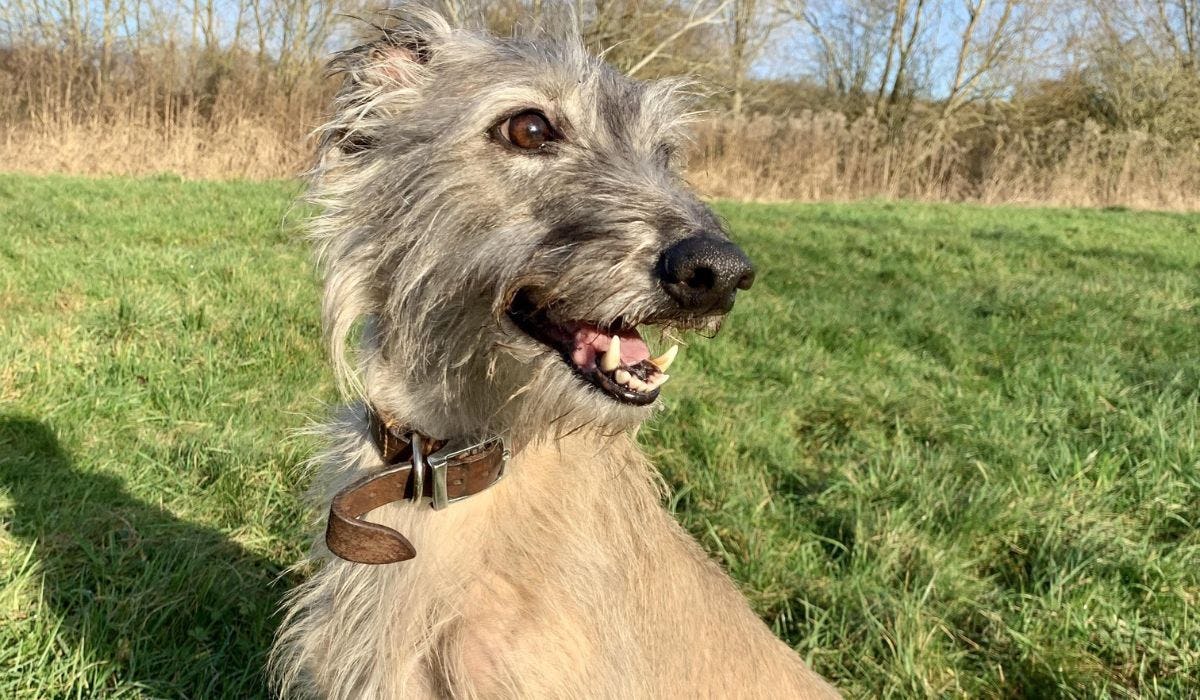 Lurcher breed guide: Care, training, and fun facts