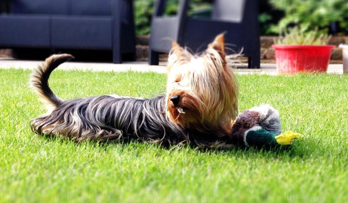 Australian Silky Terrier breed guide: Care, training, and fun facts