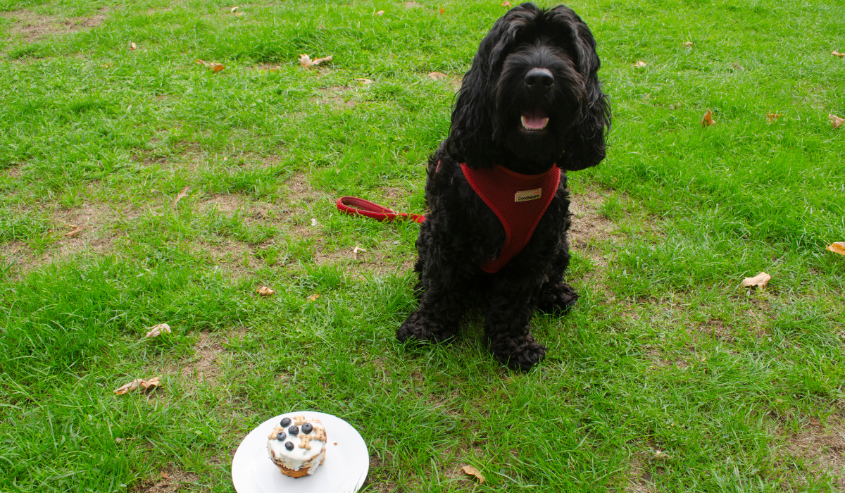 Coconut Canine Cake