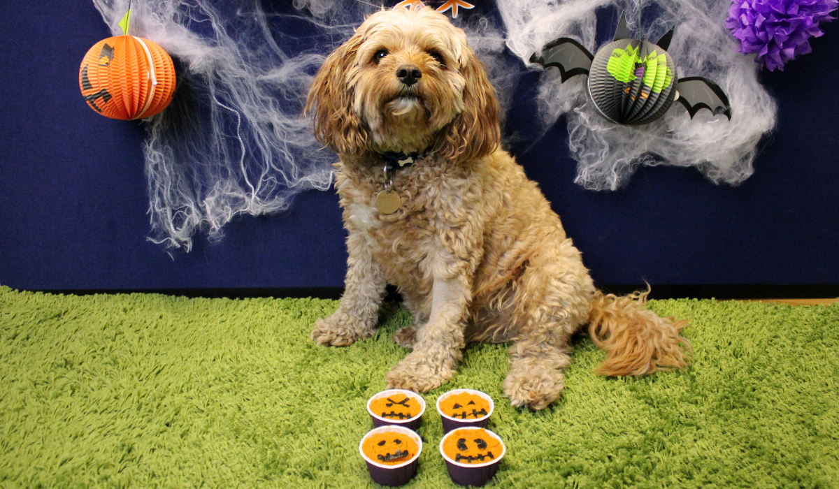 Pumpkin Pupcakes