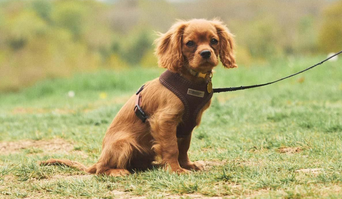 How to teach your dog to sit