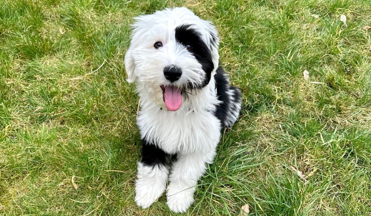 Tibetan Terrier breed guide: Care, training, and fun facts