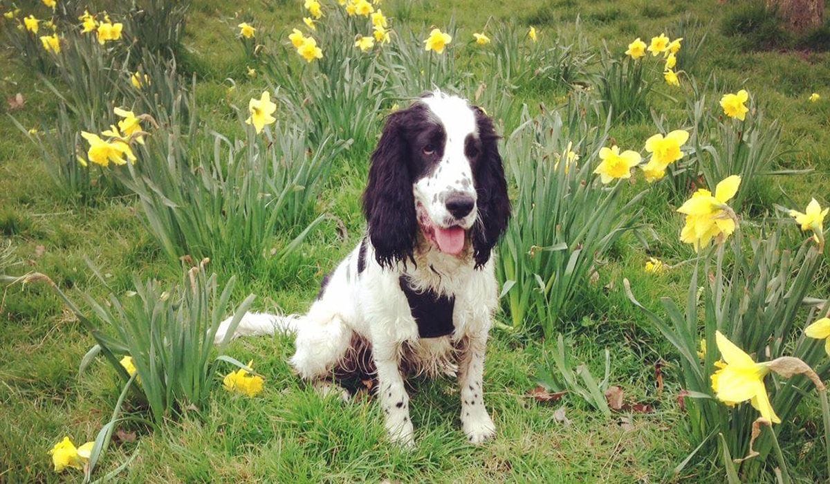 Charlie and his owner Estelle