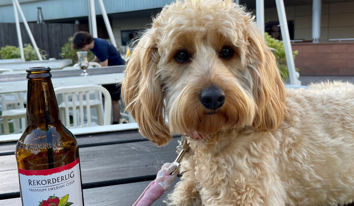 Dog friendly pubs & restaurants in Edinburgh