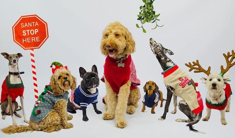 You're invited to Doggy Christmas Jumper Day 2019!