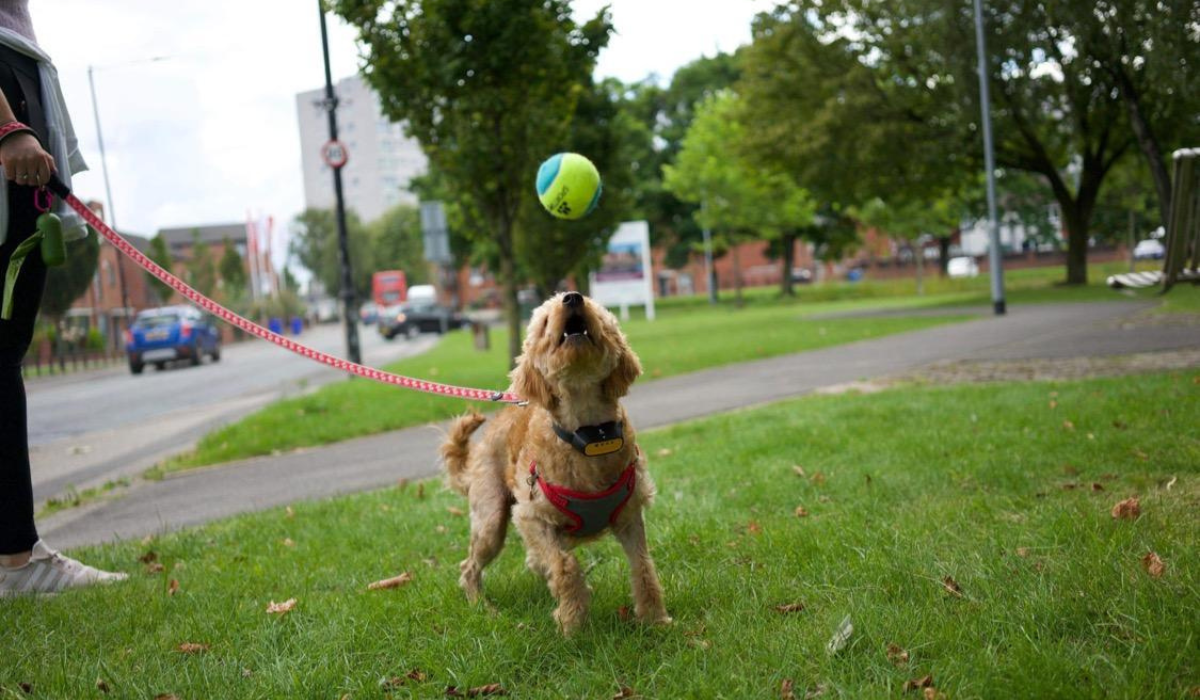 Looking for a dog walker in Manchester?