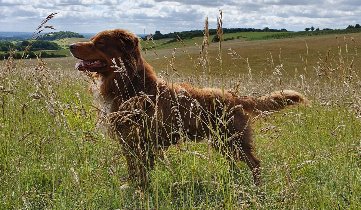 Top 5 dog breeds for living in the country