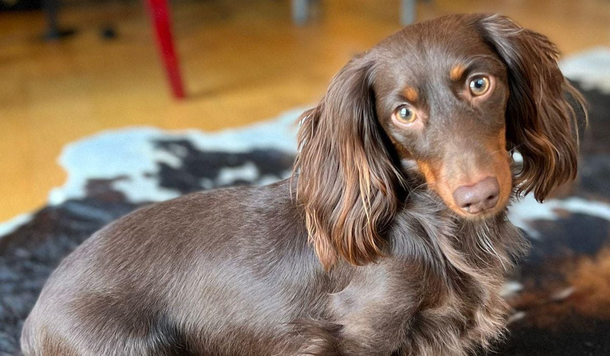 Miniature Long Haired Dachshund breed guide: Care, training, and fun facts