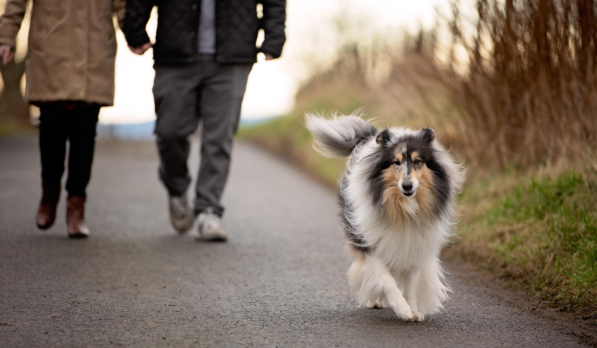 Dog walkers nearby