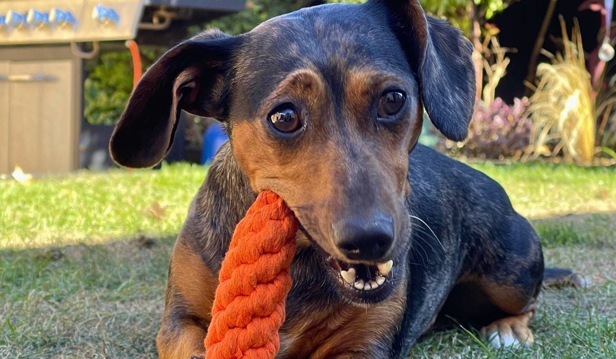 Dog dental toys