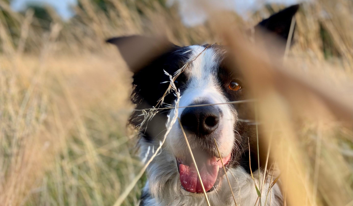 Fleas and ticks: the facts every dog owner should know