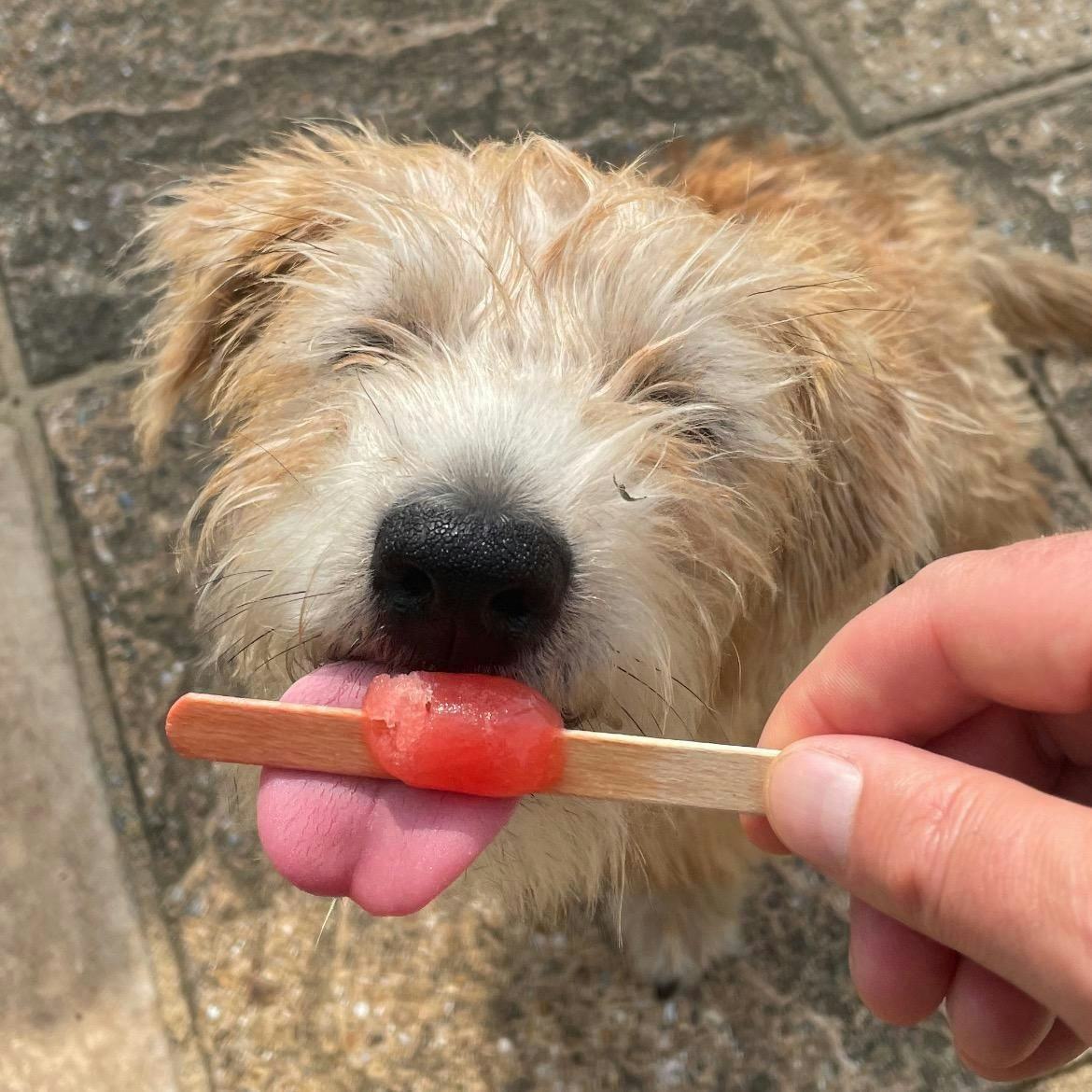 Tell us your favourite dog friendly places to eat