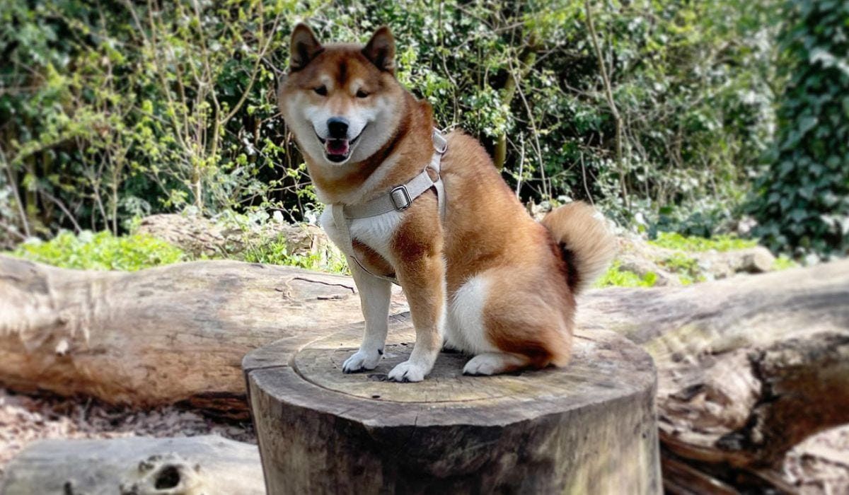 Dog friendly zoos in the UK