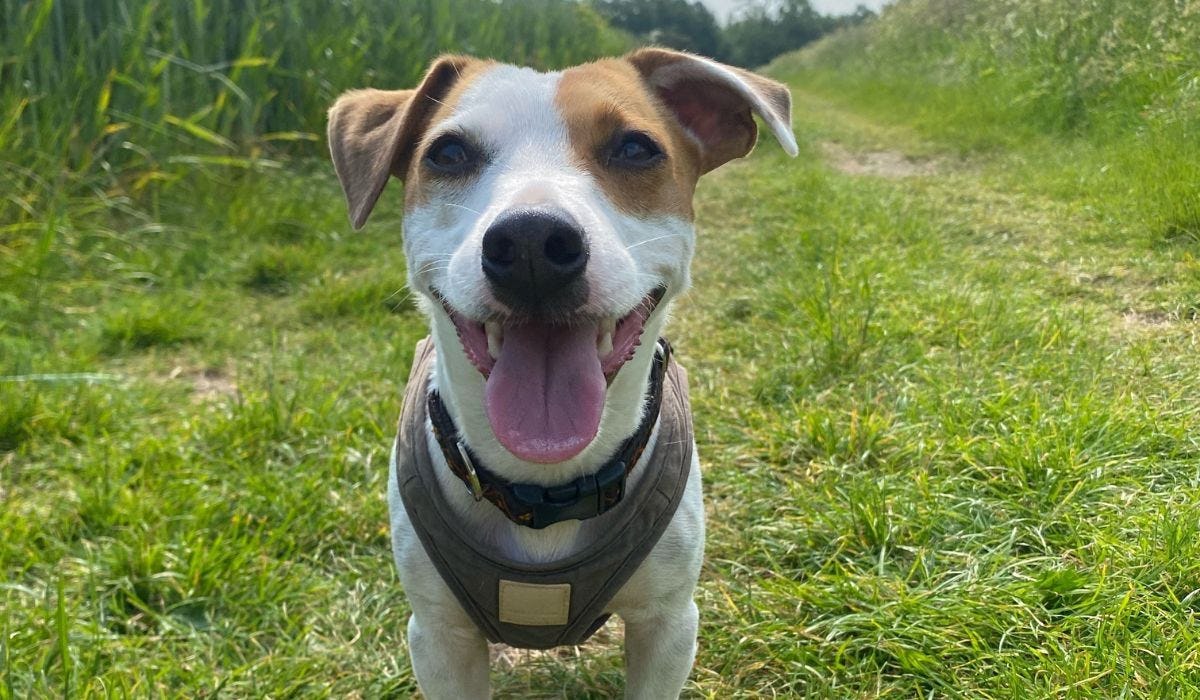 Best dog walks in Coventry