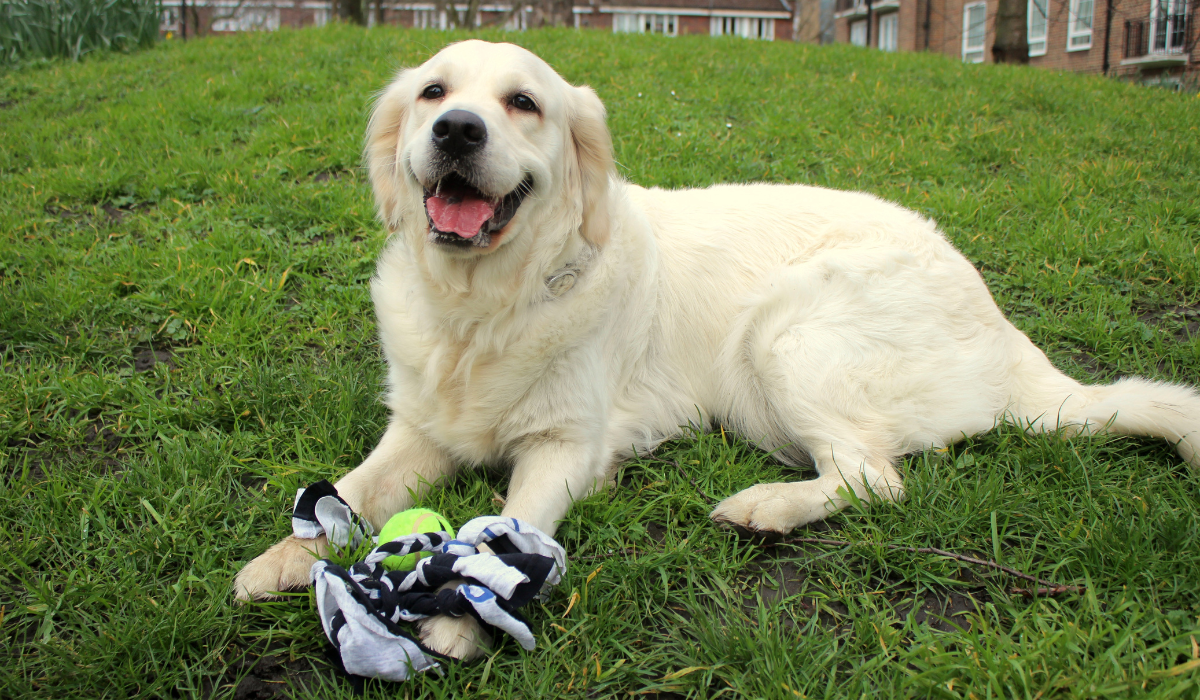 DIY Tennis Ball T-Shirt Dog Tug Toy