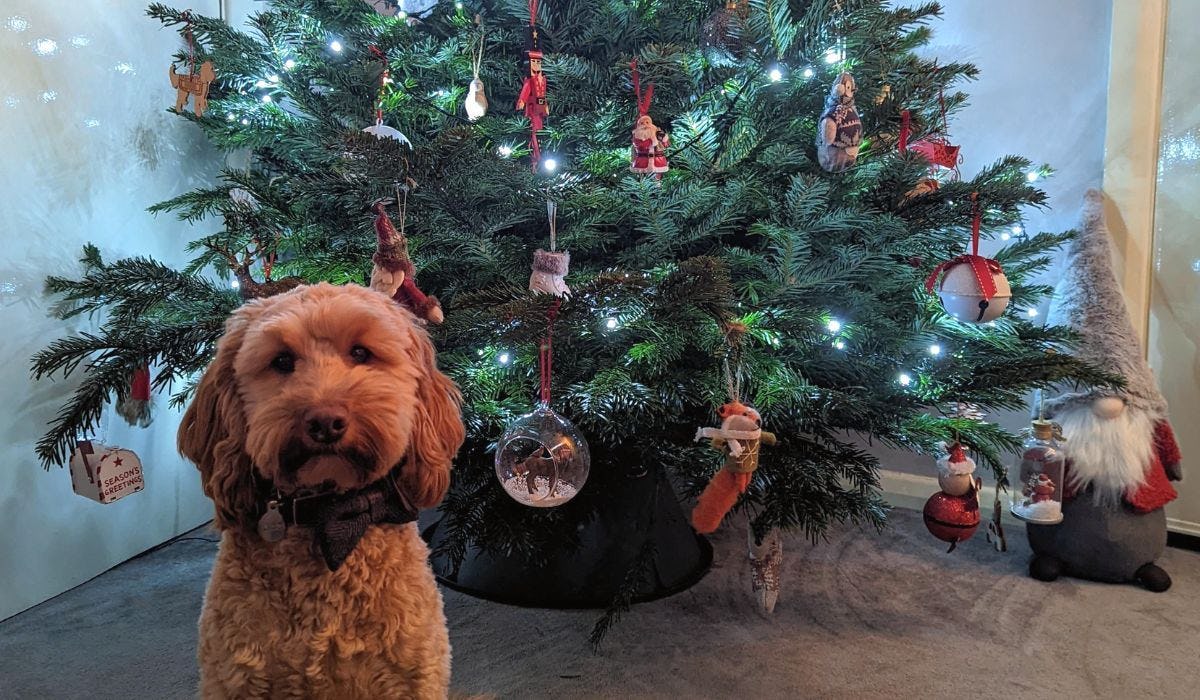 10 Dog-Friendly Christmas Breaks in the UK