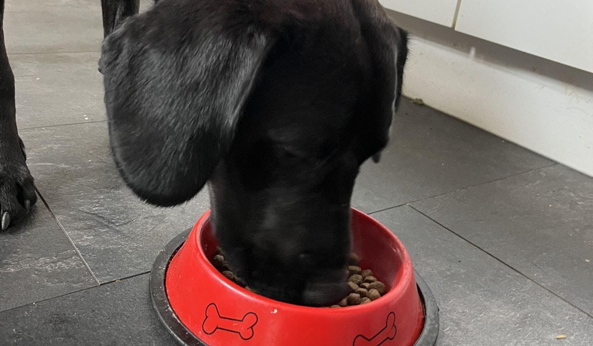 The best low fat dry dog food in the UK