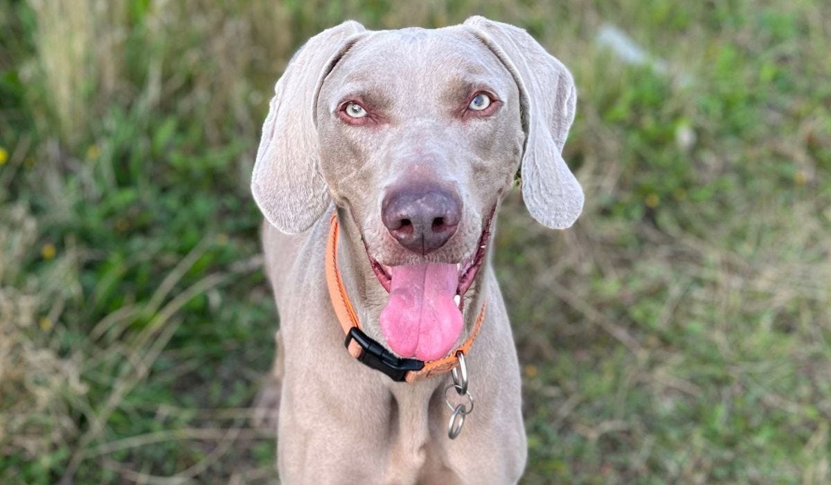 Weimaraner breed guide: Care, training, and fun facts