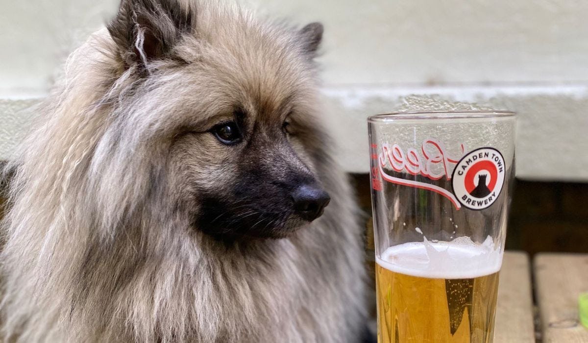 Dog friendly bars in Manchester