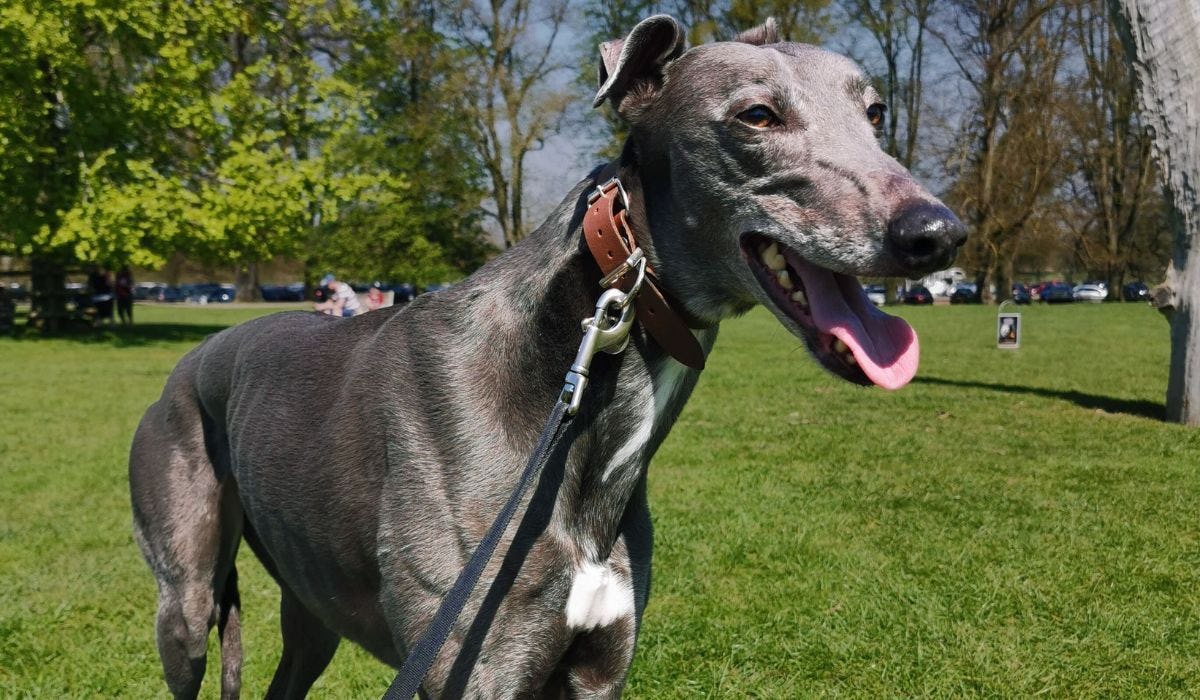 Greyhound breed guide: Care, training, and fun facts