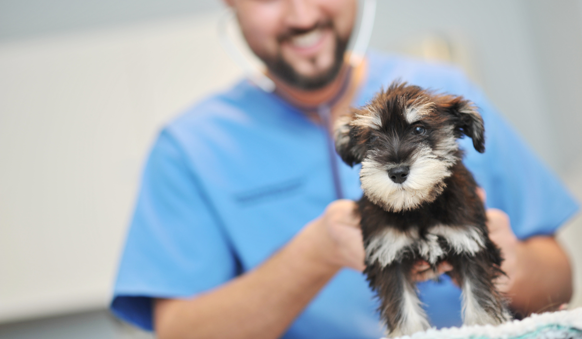 Dog health checks and preventative care