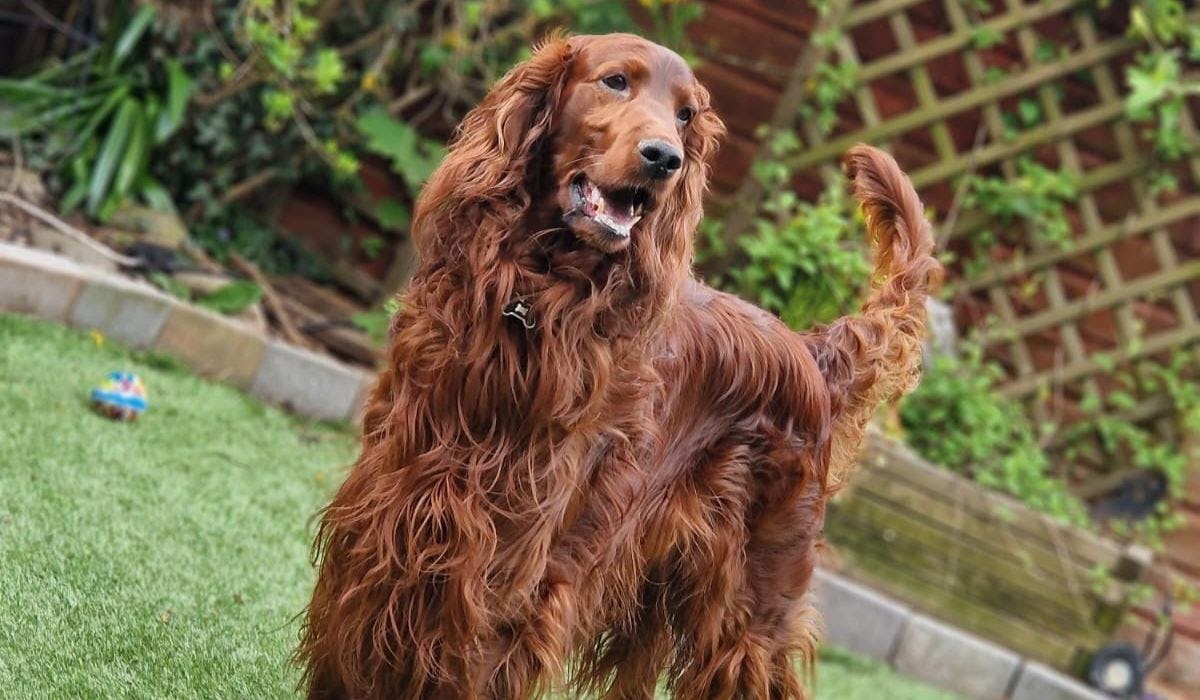 Irish Setter breed guide: Care, training, and fun facts