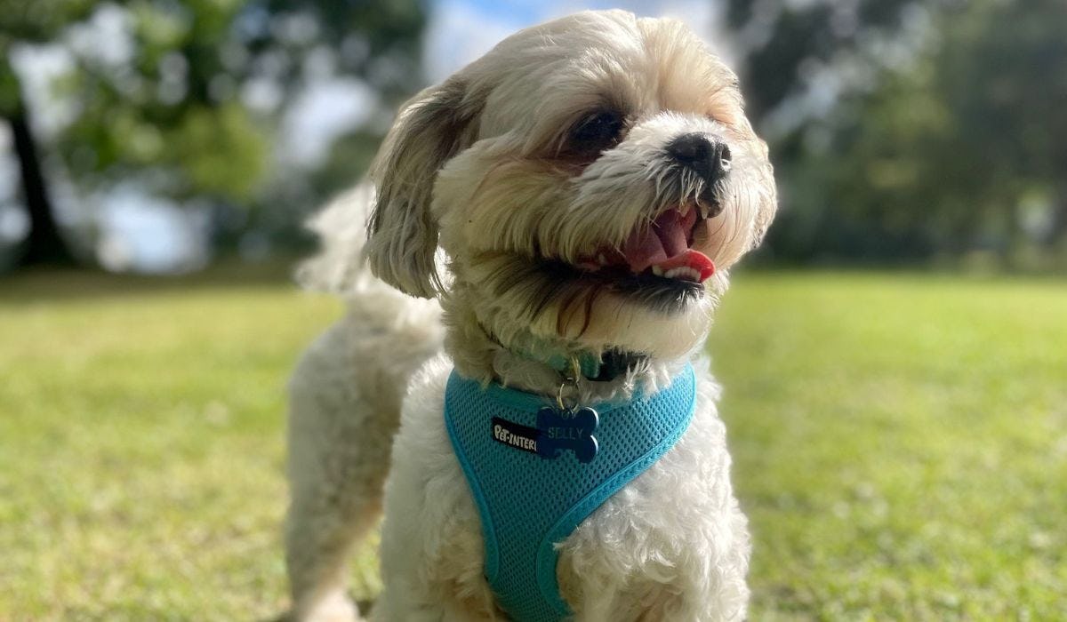 Shih Tzu breed guide: Care, training, and fun facts