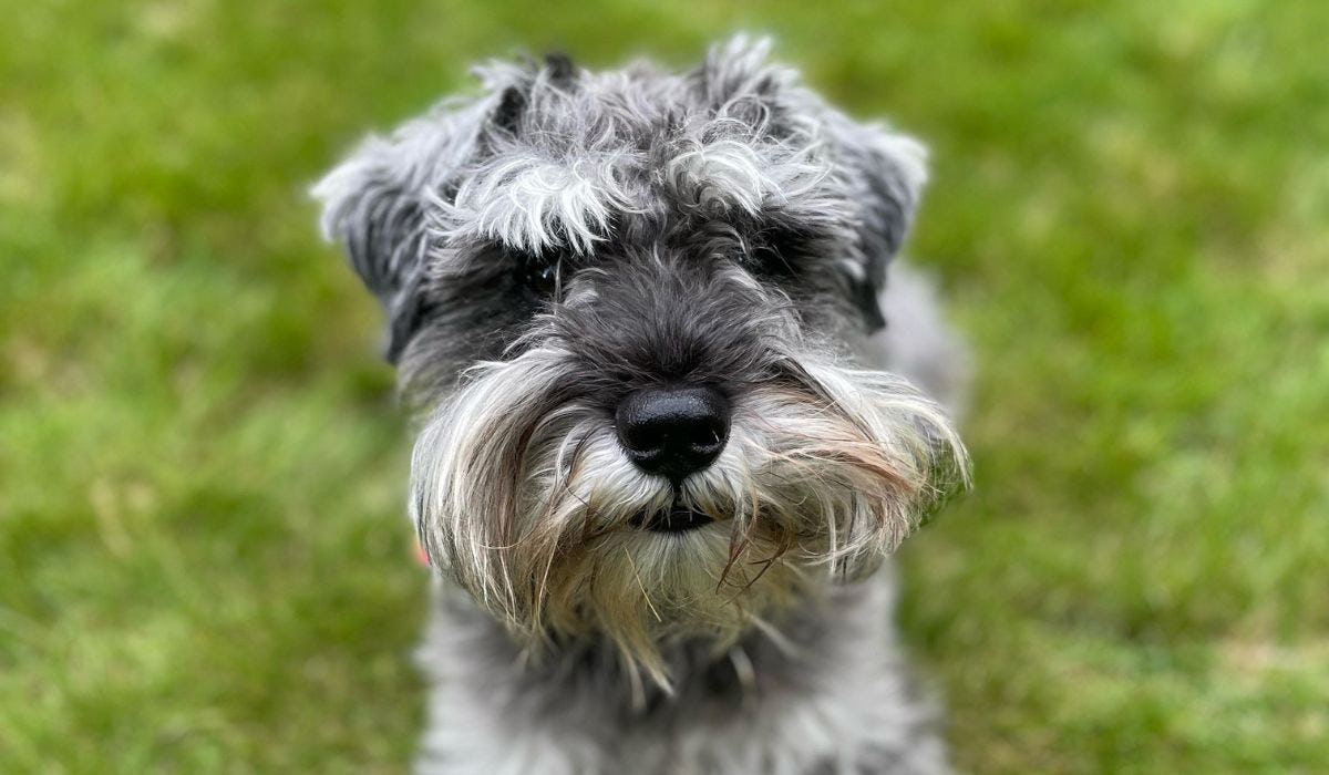 Miniature Schnauzer breed guide: Care, training, and fun facts