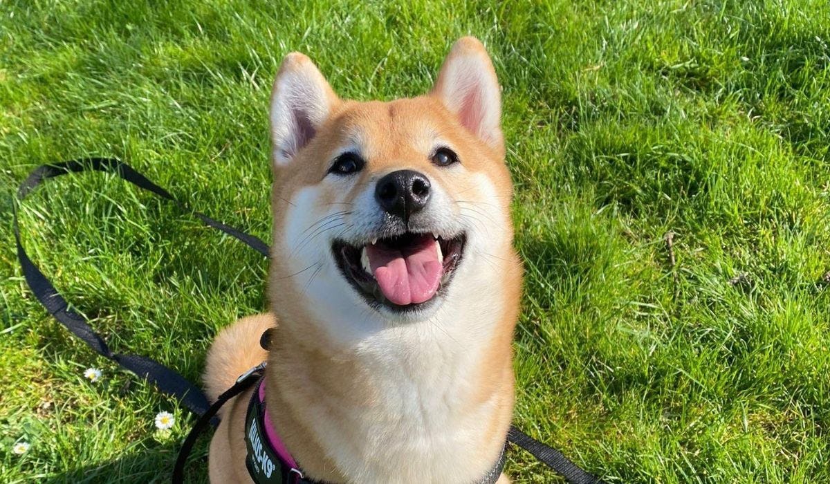 Shiba Inu breed guide: Care, training, and fun facts