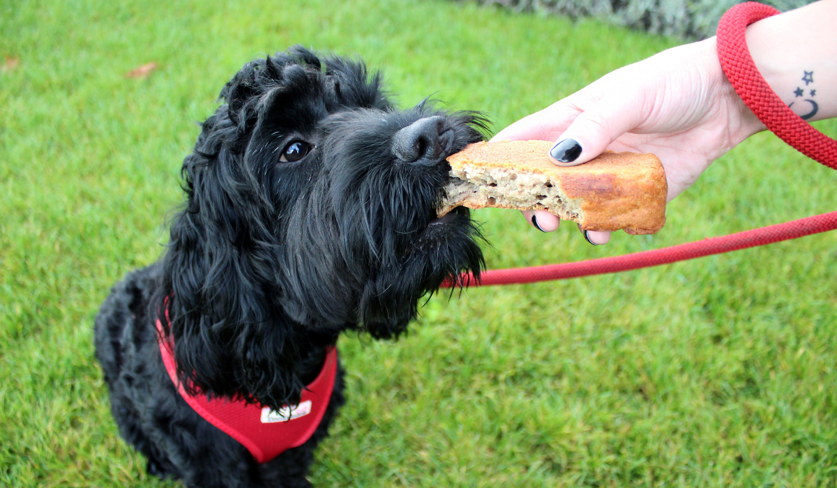 Banana Bread for Dogs