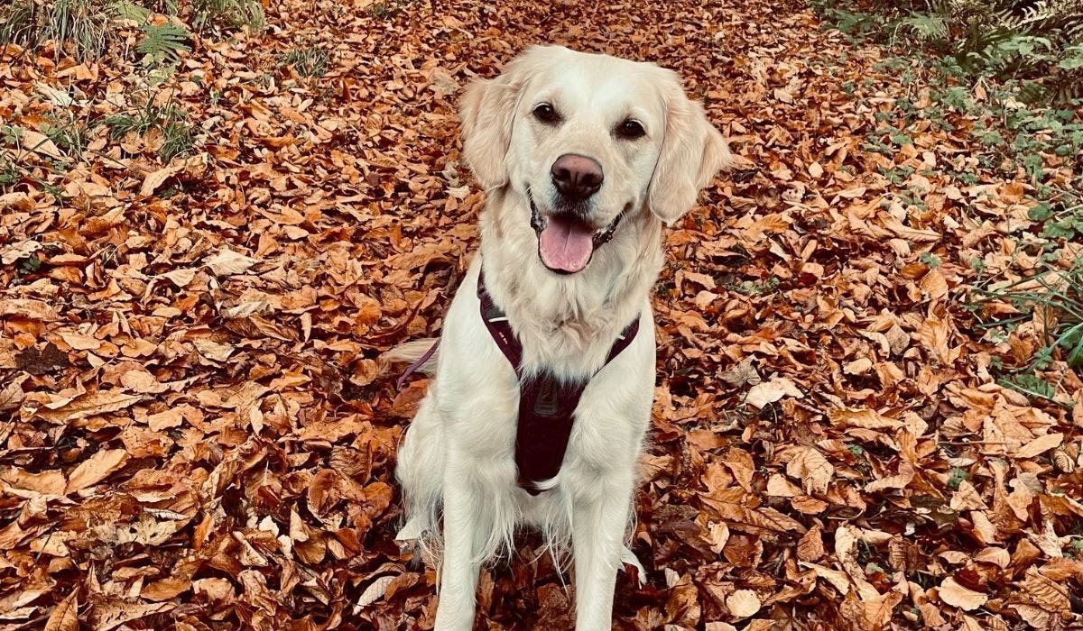 Best dog walks in Reading