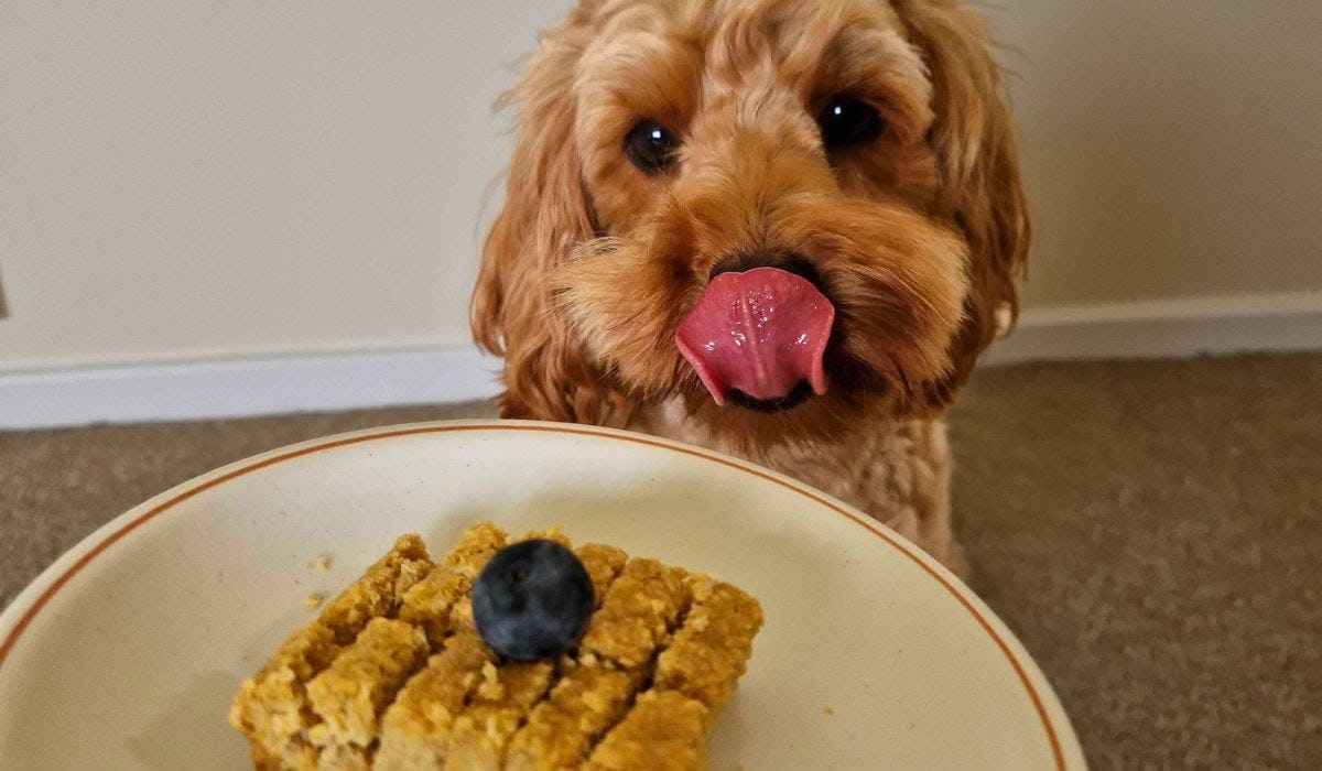 Dog Birthday Cake